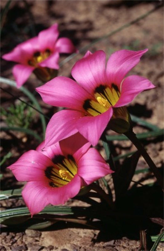 Romulea Subfistulosa South African Bulb Flower Seeds