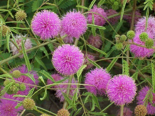 Mimosa Pudica Seeds The Sensitive Plant Touch Me Not Herb Tickle It Flower Seeds for Home and Garden