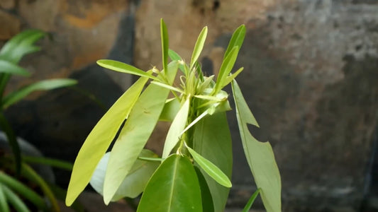 Codariocalyx Motorius – Telegraph Dancing Plant Seeds