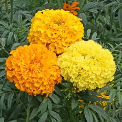 Crackerjack Marigold Mix Orange And Yellow – Colorful Garden Flower Seeds