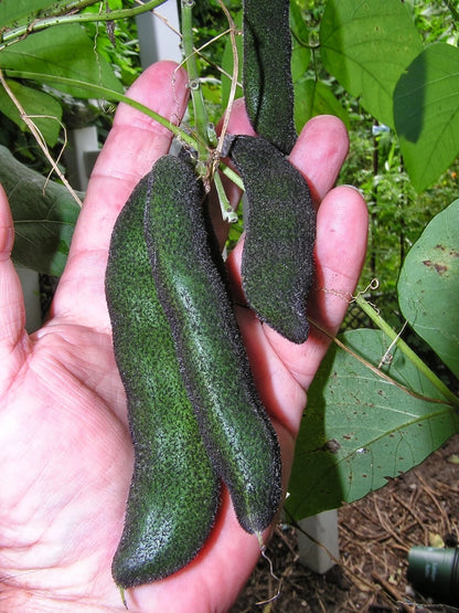 Mucuna Pruriens – Velvet Bean Climbing Flower Seeds