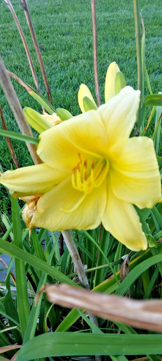 Light Yellow Daylily Hemerocallis Perennial Flower Seeds