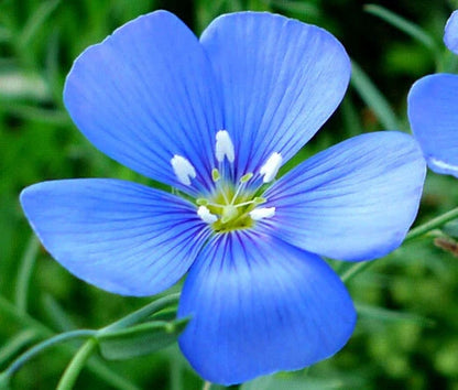 Flax Linum Usitatissimum – Blue Annual Garden Flower Seeds
