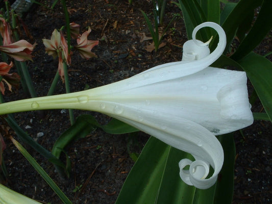 Crinum Lily False – Garden Flower Seeds