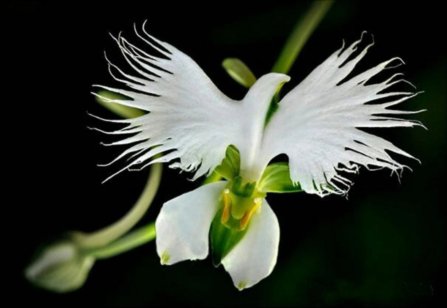 White Egret Orchid Habenaria Radiata Perennial Flower Seeds