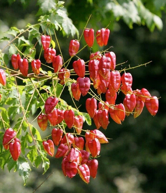 Koelreuteria Paniculata Seeds Flower Seeds for your garden