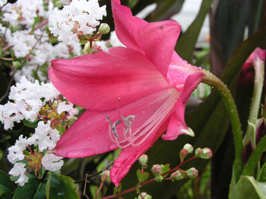 Crinum Lily Code Red Medium-size Bulb - Flower Seeds