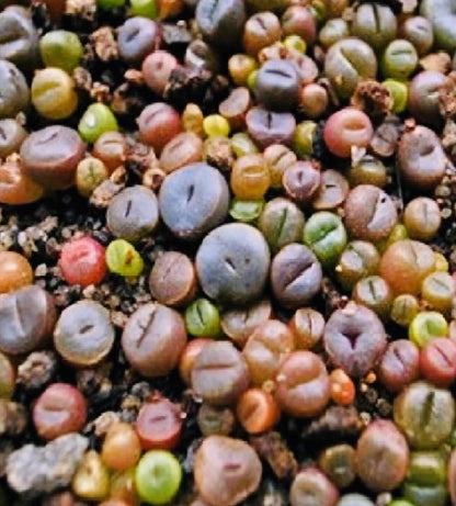 Rare Lithops Mix – Mixed Flower Seeds