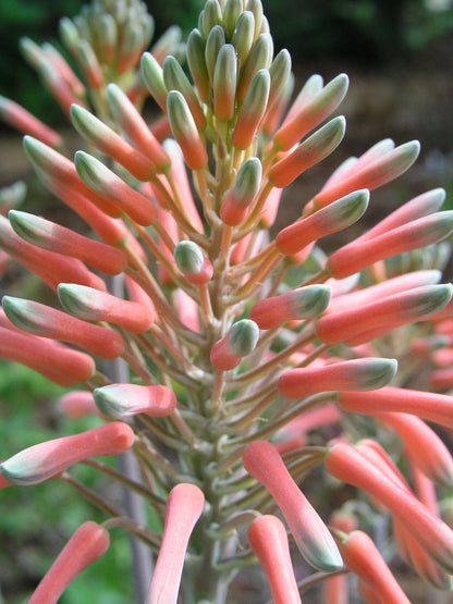 Aloe Saponaria Repeat – Hardy Flower Seeds for Planting
