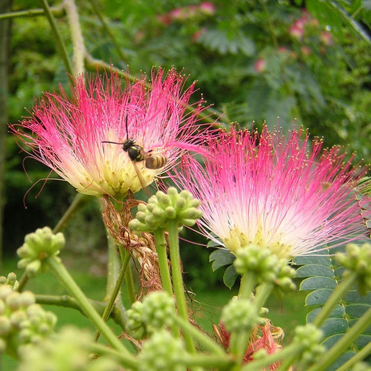 Persian Silk Tree Albizia Julibrissin Flowering Tree Seeds