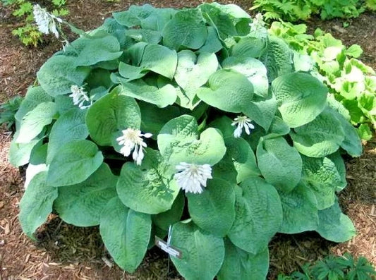 Hosta Birchwood Elegance Shade Tolerant Garden Flower Seeds