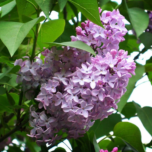 Early Broadleaf Lilac Syringa Oblata Fragrant Flowering Shrub Seeds