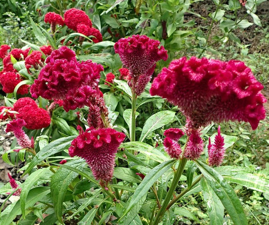 Red Cockscomb Celosia Cristata – Annual Flower Garden Seeds