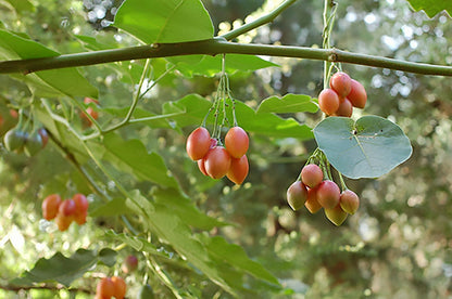 Tomato Tree Seeds For Planting Tamarillo Cyphomandra Betacea – Hardy Fruit Tree Seeds
