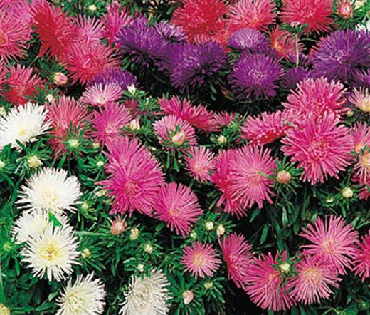 Aster Starlight Mix Callistephus Chinensis – Colorful Garden Flower Seeds