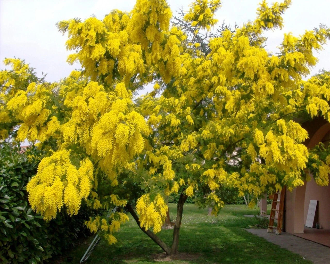 Acacia Dealbata Tree Shrub Seeds Silver Wattle Mimosa Fragrant Bush – Fragrant, Hardy Flower Seeds