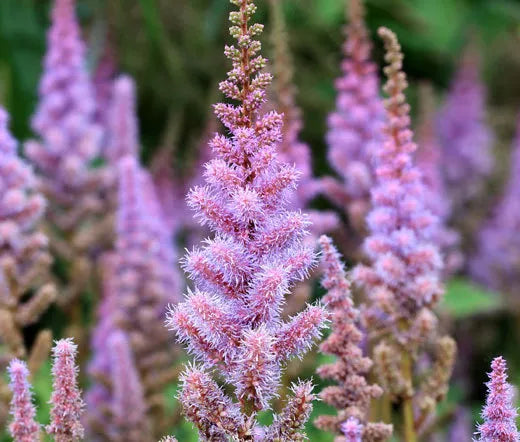 Astilbe Chinese Pumila Astilbe Chinensis – Perennial Garden Flower Seeds