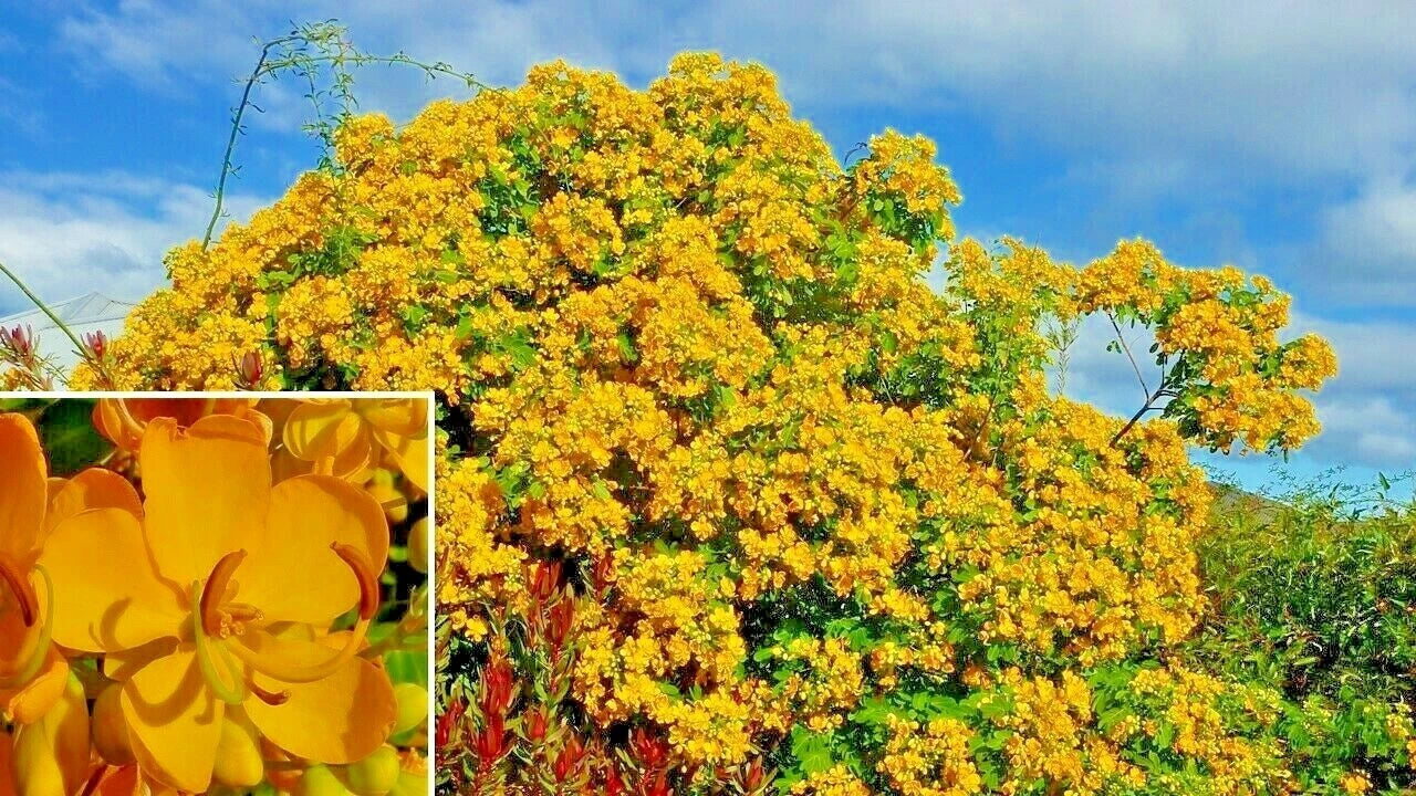 Argentine Senna Senna Corymbosa – Flowering Shrub Seeds