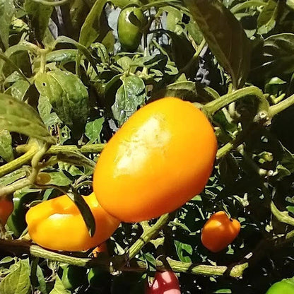 Mixed Rocoto Manzano Chili – Vegetable Garden Seeds