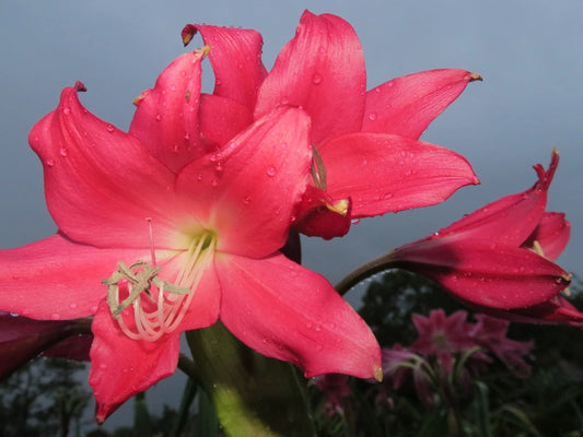 Crinum Lily Oh – Garden Flower Seeds for Planting