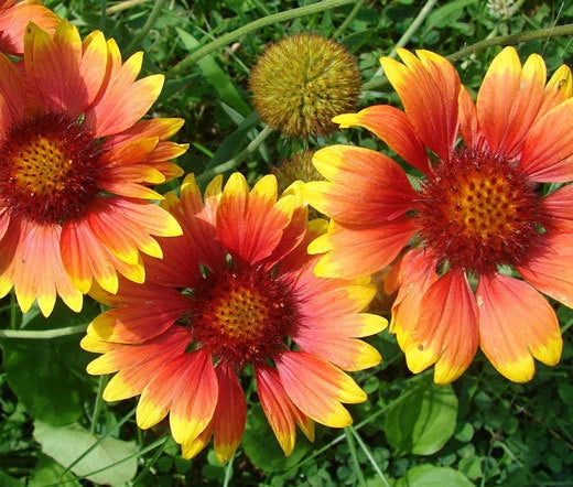 Blanket Flower Gaillardia Aristata – Garden Flower Seeds