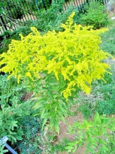 Goldenrod Solidago Sp Tall Yellow Bloom Flower Seeds