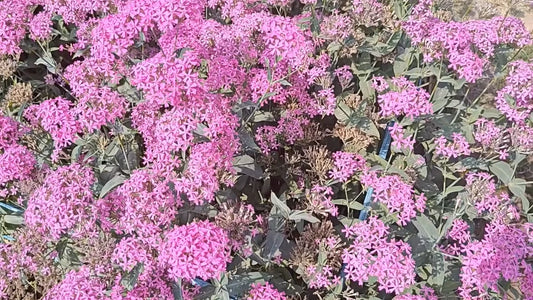 Silene Armeria – Colorful Garden Catchfly Flower Seeds