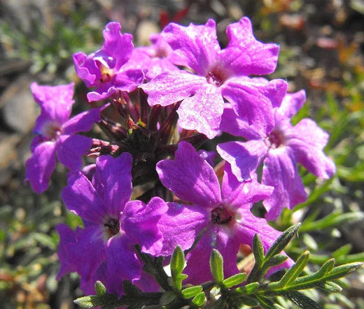 Moss Verbena Verbena Tenuisecta – Perennial Flower Seeds