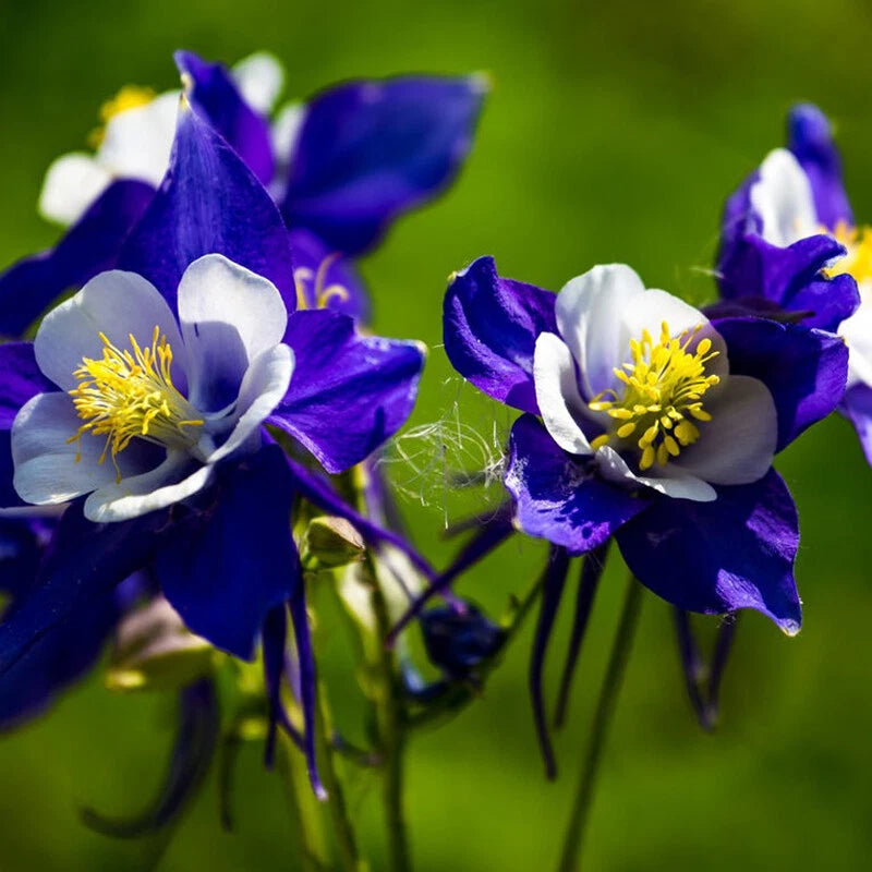 Columbine Crimson Star Aquilegia Caerulea Perennial Flower Seeds