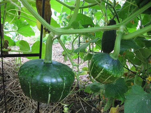 Buttercup Squash Seeds – Garden Flower Seeds for Planting
