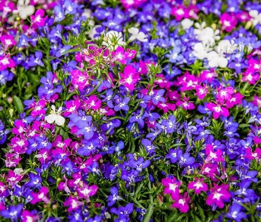 Lobelia Riviera Mix Lobelia Erinus – Colorful Garden Flower Seeds