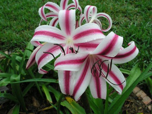 Crinum Lily Stars – Garden Flower Seeds for Planting