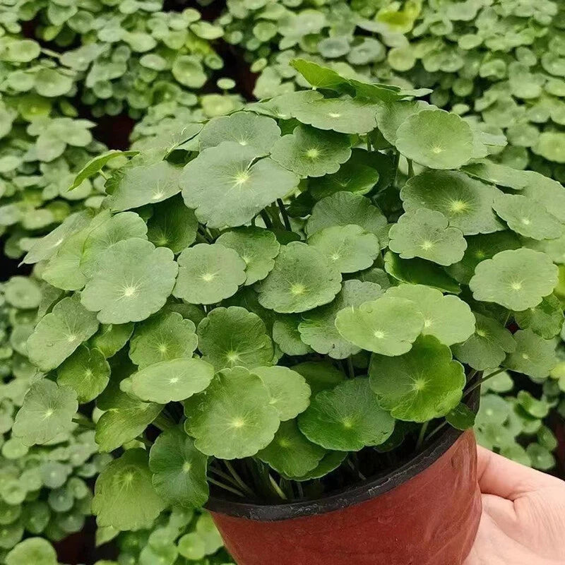 Hydrocotyle Verticillata – Umbrella Pennywort Aquarium Plant Seeds