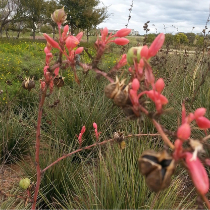 Texas Red Yucca Hesperaloe Parviflora – Hardy Flowering Shrub Seeds