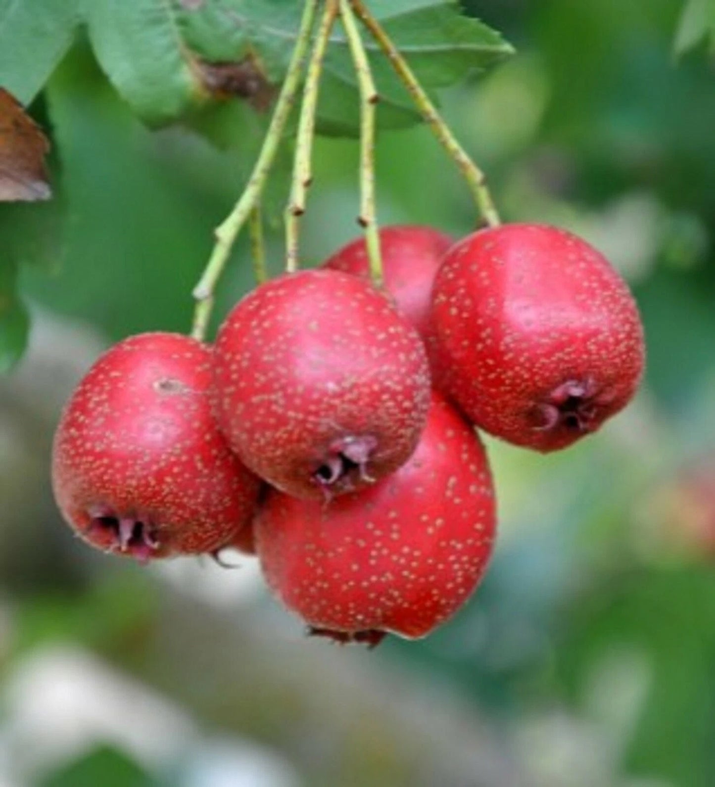 Chinese Hawthorn Crataegus Pinnatifida Hardy Fruit Tree Seeds