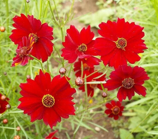 Dwarf Red Plains Coreopsis Native Reseeding Flower Seeds