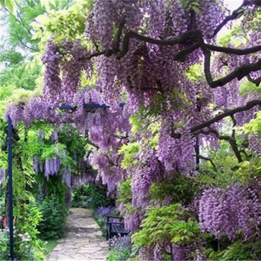 Chinese Wisteria Dark Purple Climbing Flower Seeds for Gardens