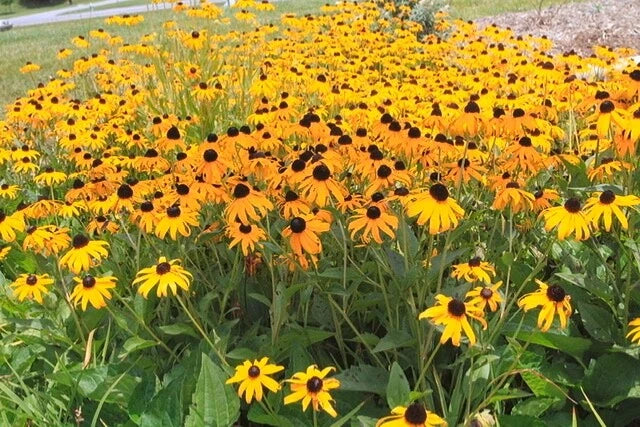 Black Eyed Susan Rudbeckia Colorful Perennial Flower Seeds