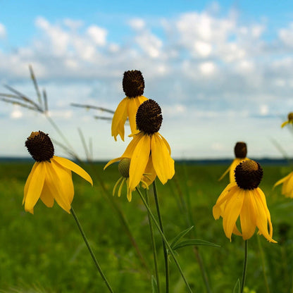Yellow Coneflower Rudbeckia – Colorful Wildflower Garden Seeds
