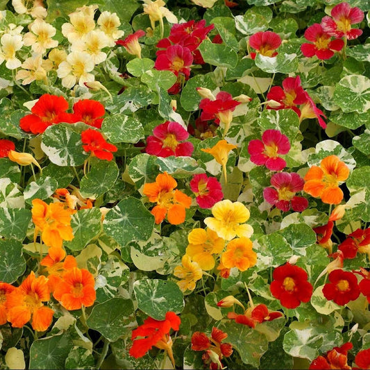 Alaska Mixed Nasturtium – Colorful Wildflower Garden Seeds