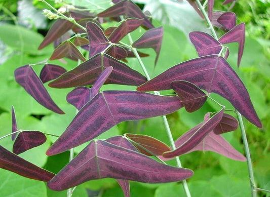 Red Wing Butterfly Plant Christia Vespertilionis Pollinator Flower Seeds