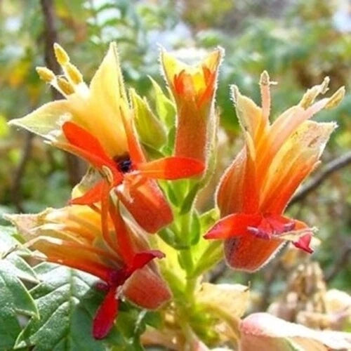 Melianthus Comosus Bush Tufted Honey Flower Shrub – Flower Seeds – Product Image