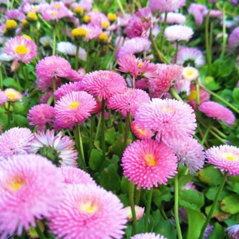 Chrysanthemum Red Pink White – Garden Flower Seeds