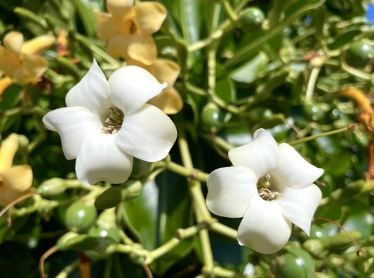 Pua Keni Keni Fagraea Berteroana Fragrant Flower Tree Seeds