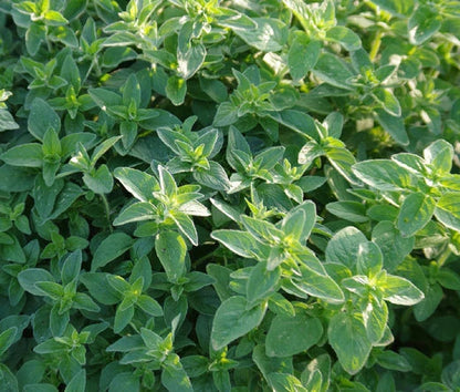 Italian Oregano Origanum Vulgare – Culinary Herb Seeds