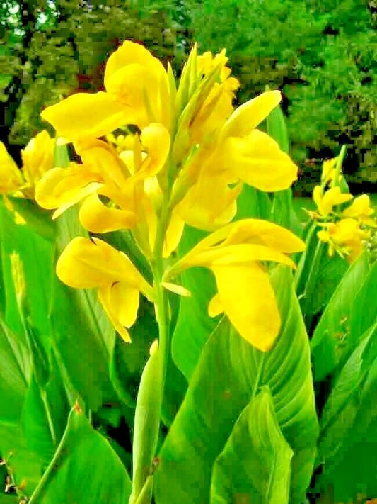 Dwarf Yellow Canna Compact Garden Flower Seeds