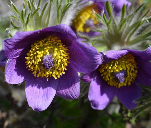 Pasque Flower Violet Pulsatilla Vulgaris – Hardy Garden Flower Seeds