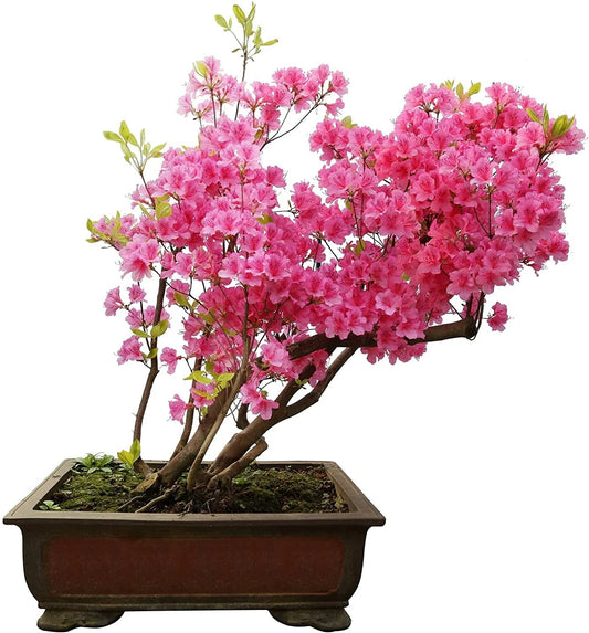 Royal Azalea Bonsai Tree Rhododendron Flowering Tree Seeds