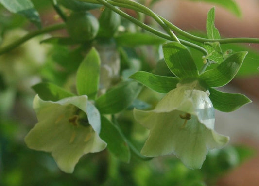 Codonopsis – Flower Seeds