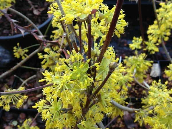 Cornus Officinalis Dogwood Cornelian Cherry Tree Seeds
